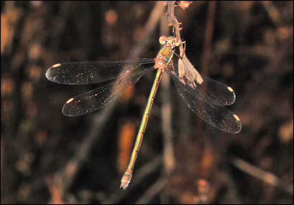 Chalcolestes viridis o parvidens, femmina